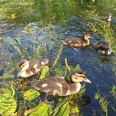 Feriegård I Woda - Wypocznij Na Mazurach!